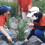 Pandan Laut di Pesisir Selatan Yogyakarta